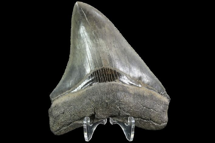 Serrated, Fossil Megalodon Tooth - Georgia #87953